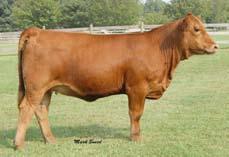 4 12.3-4.1 0.03-0.06 0.01-0.08 76.2 61.9 62 Ankony Ms Too Much S193 Simmental # 2370451 Cow Red DOB 11-27-06 Ankonian Ryan x MCS Too Much 5.7 1.2 38 60.2 1.2 4.4 23.4 12.3-4.1 0.03-0.06 0.01-0.08 76.2 61.9 63 Ankony Ms Too Much S143 Simmental # 2365475 Cow Red Polled DOB 10-16-06 CNS Dream On L186 x MCS Too Much 9.