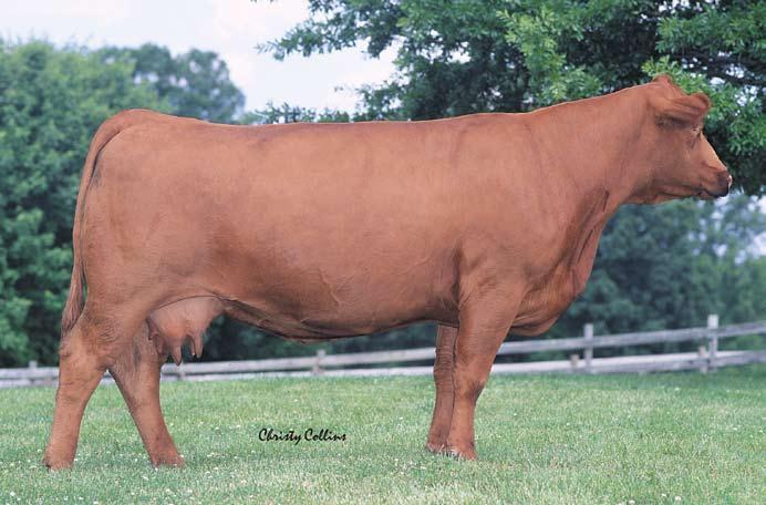 79 GW Miss Right Time 937H Simmental # 1984057 Cow Polled DOB 3-4-98 Due to Ankonian Caesar 9/28/07 7.2 1.7 43.9 68.5-1.2 12.1 34 18.7-3.6 0.03 0.12 0.02 0.01 102.2 70.
