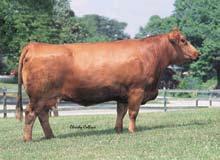 STF E Quarta Progeny There are few cows in the Simmental breed with more influence in so many programs. The E Quarta influence is prevalent at Ankony and across America.