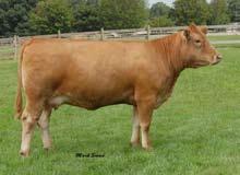 Daume s Ms Boldstock J90 Progeny Featuring three outstanding Red Coat daughters out of Daume s Ms Boldstock J90. Ms Boldstock is a former donor of the great Daume program.