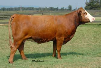 5 Lot 100 Ankonian Monaghan S001 This is the first mature Caesar son to sell at auction. Monaghan is a power bull massive muscle and volume, perfect structure and a yearling scrotal size of 43 cm.