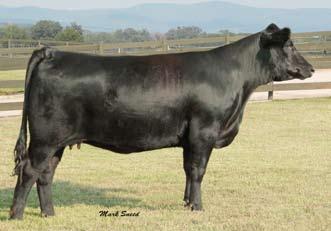 Daume s Ms Preferred Stock G738 Progeny G738 is the dam of three ABS sires: Daume Lucky Numbers, Daume Legend and Daume Designed Derivative, as well as the R.A. Brow Ranch sire, Daume Lucky Jack.