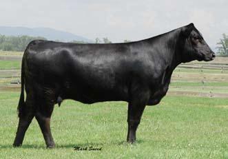407D Progeny It was our goal from the beginning to build the Ankony program from the most elite proven donors available. The 407D family is one that was propagated extensively here at Ankony.