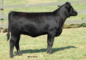 5 116 Ankony Miss 407D R174 Simmental # 2320422 Cow Black Polled DOB 11-8-05 SRS Fortune 500 x 407D Due to Insight 4/1/08 7.5-1.7 22.7 46.1 1.5 5.2 16.6 20.6-18.1 0.06 0.4 0.04-0.09 121.1 68.
