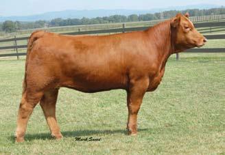 Production Females A very elite pair of flush sisters out of KSU Miss Red Coat 32H and sired by Ankonian Ryan. S081 and S042 look like identical twins they are so much alike, big stout and attractive.
