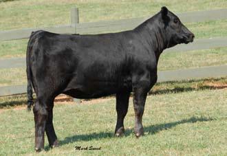 A real chance to add longevity and real cow power with an outcross pedigree.