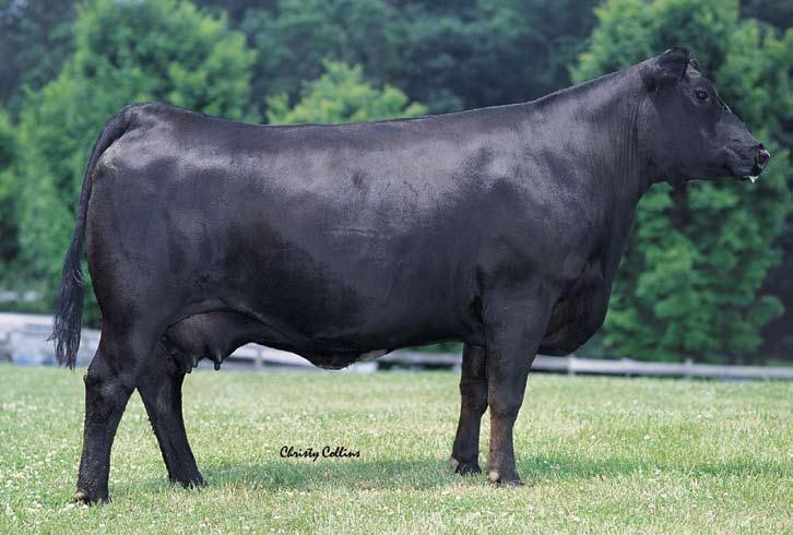 134 BDV Kara H35 Kara s progeny have excelled beyond our expectations.