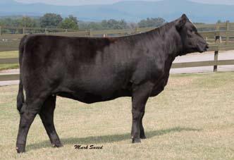 All cattlemen alike have deemed this female the most unique they have seen in quite some time. We feel that the investment potential in Lady S149 is limitless.