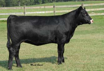 By sale day, 2112 will have a heifer calf at side by 3C Macho and will be ready for your ET program, making for a fast return on your investment.