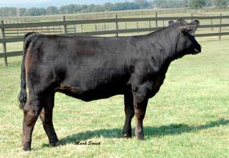 11 Mona M157 is a direct daughter of the legendary female sire DHD Traveler 6807, and an N Bar Emulation EXT dam.