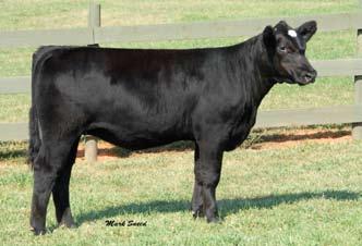 9 Lot 164 166 Ankony Miss Elba T130 SimAngus # 2387693 Cow DOB 3-14-07 3C Macho M450 BZ x BJAF 914 of 601 EXT Lot 166 914 is a direct daughter of N Bar Emulation EXT and out of a DHD Traveler 6807
