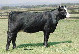 She has one of the most elite maternal pedigrees combining EXT with Traveler 71 and Lovana. This true Ankony matriarch sells in her entirety along with her four exciting Meyer 734 daughters.