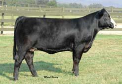 Blackcap 9044 we decided to use the immortal Meyer Ranch 734 on the highest quality Angus donors that reside at Ankony.