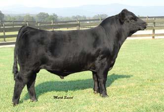 A great show heifer prospect, their sister, sells as lot 3. The bull calf selling as lot 4 is a true great one.