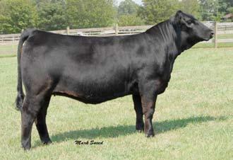Dorothy Progeny Sired by CNS Dream On 2 Ankony Ms Dorothy S045 Simmental # 2344582 Polled Cow DOB 9-3-06 CNS Dream On L186 x Ankony KSU Ms Dorothy Offering choice of lot 2 and lot 2A 3 Ankony Ms