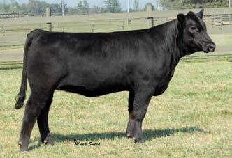 Spring Percentage Heifers 192 Ankony Ms Shermont T103 SimAngus # Pending Cow Black DOB 2/26/07 3C Macho M450 BZ x MAR Shermont H V 8071 193