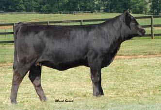 to lot 103, sired by ABS Global sire Macho and out of a 8180 daughter. Real donor and show heifer prospects here.