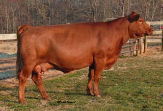 Lot 216 NLC H87 Hoxene Lot 217 Ankony Ms Hoxene S201 Lot 218 Ankony Miss Velvet P68 216 NLC H87 Hoxene Simmental # 2041426 Cow Red Polled DOB 4-17-98 Due to Caesar 10/14/07 NLC H87 Hoxene is a direct