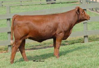 Selling with a terrific December heifer calf and should have a newborn calf by Ankonian Caesar at side on sale day.