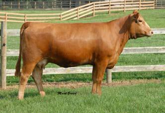 5-11.7 217 Ankony Ms Hoxene S201 Simmental # 2374879 Cow Red Polled DOB 12-3-06 218 Nichols Legacy G151 CNS Dream On L186 CNS Sheeza Dream K107W SRS Fortune 500 NLC H87 Hoxene NLC F139 Foxene YG Marb