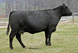 Fall Bred Angus Cows Lot 233 233 Callaways Beauty 0254 Angus # 13848968 Cow Black DOB 2-7-01 Due to 3C Macho 9/28/07 Callaways Beauty 0254 stems from the VDAR Beauty family and has production ratios