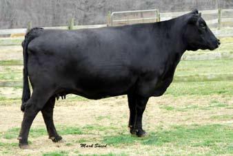 235 Victoria Lass D19 Angus # 14206746 Cow Black DOB 1-11-02 Due to 3C Macho 10/5/07 Victoria Lass D19 is flush sister to lot 234. D19 is a super female that has the ideal EXT udder and phenotype.