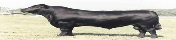 14 I+10 I+21 I+17 236 Faircrest 192 Ideal 020 RM 3 Angus # 13906214 Cow Black DOB 9-7-01 Due to 3C Macho 10/5/07 Faircrest 192 Ideal 020 RM 3 is a direct daughter of the great female sire GDAR