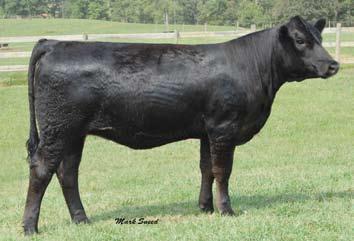 The progeny are stamped with a great look outstanding in terms of power, stoutness and balance. If you are looking for a show heifer, a donor prospect or a herd bull, don t overlook this great flush.