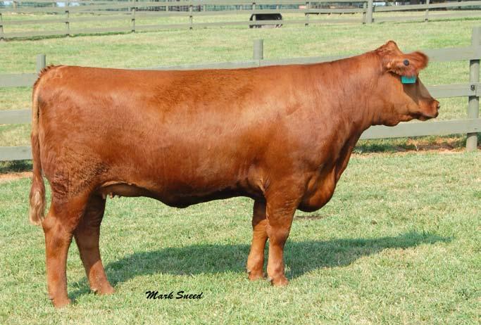Sim Red Angus If you are looking for an alternative source of SimGenetics, without loosing the traditional red color, Ankony s Simmental Red Angus product is for you.