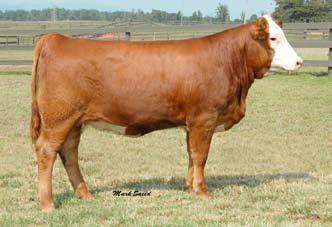 Our SimGene breeding program has advanced to the next level with the Simmental/Hereford cross.