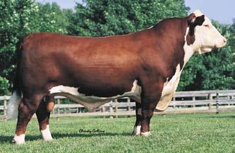 Remitall Online 122L. The resulting progeny have performed beyond our expectations.