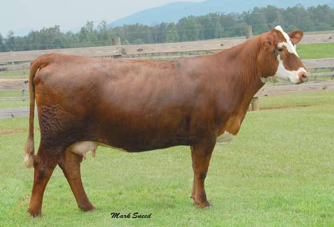 248 Ankony Miss Scarlet R4 SimHereford # 2270077 Cow Red DOB 1-4-05 Remitall Online 122L x Ankony KSU Ms Scarlet Due to