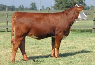 8 249 Ankony Ms Too Much T068 SimHereford # 2381867 Cow Red DOB 2-14-07 Remitall Online 122L x MCS Too Much 0-0.9 10.6 18.