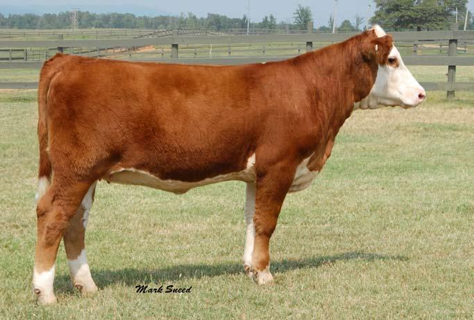 SimHerefords Lot 252 252 Ankony Ms Too Much T074 SimHereford # 2381866 Cow