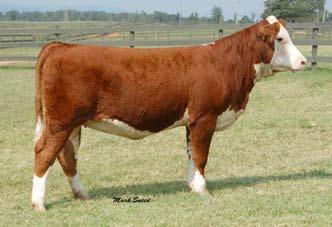 T079 SimHereford # 2381863 Cow Red DOB 2-16-07 Remitall Online 122L x MCS