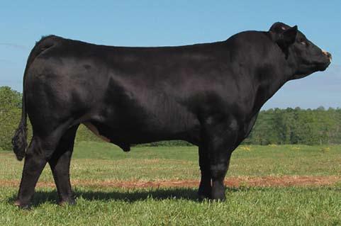 Commercial Heifers From the heart of the commercial program at Ankony, we are going to sell 25 black commercial heifers bred to 3C Macho and Insight.