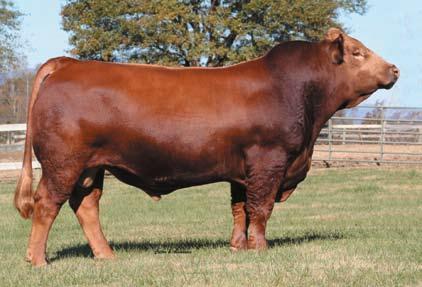 Featured Ankony Herd Sires Ankonian Red Caesar Reg # 2227764 DOB 1-27-04