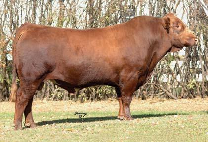 G64 x NJC Ebony Antoinette 64 Quality in Numbers Production Sale October 25,