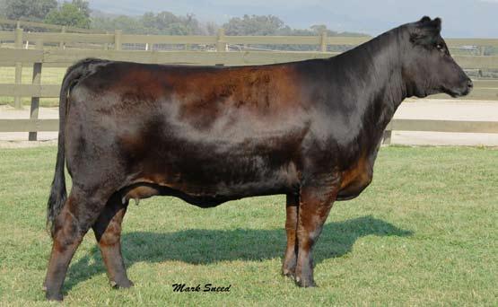 Powercat x Dorothy Dorothy Progeny Sired by Powercat These outstanding full sisters, sired by Pelton s Power Cat out of Dorothy, continue to build on the legacy of this great family.