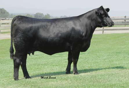 Knowledgeable stockmen have noted how much of an impact these great females could leave on the breed. Don t miss your opportunity to get outcross genetics with power and quality.