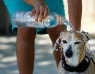 Start with his head to cool down his brain. If he has a heavy coat, soak him to the skin. If you use a hose outside, be sure to let the water run out until it cools off.