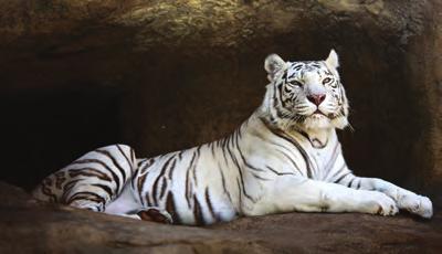 They have got small and a big mouth with sharp teeth. This from India. It is white and it got black stripes.