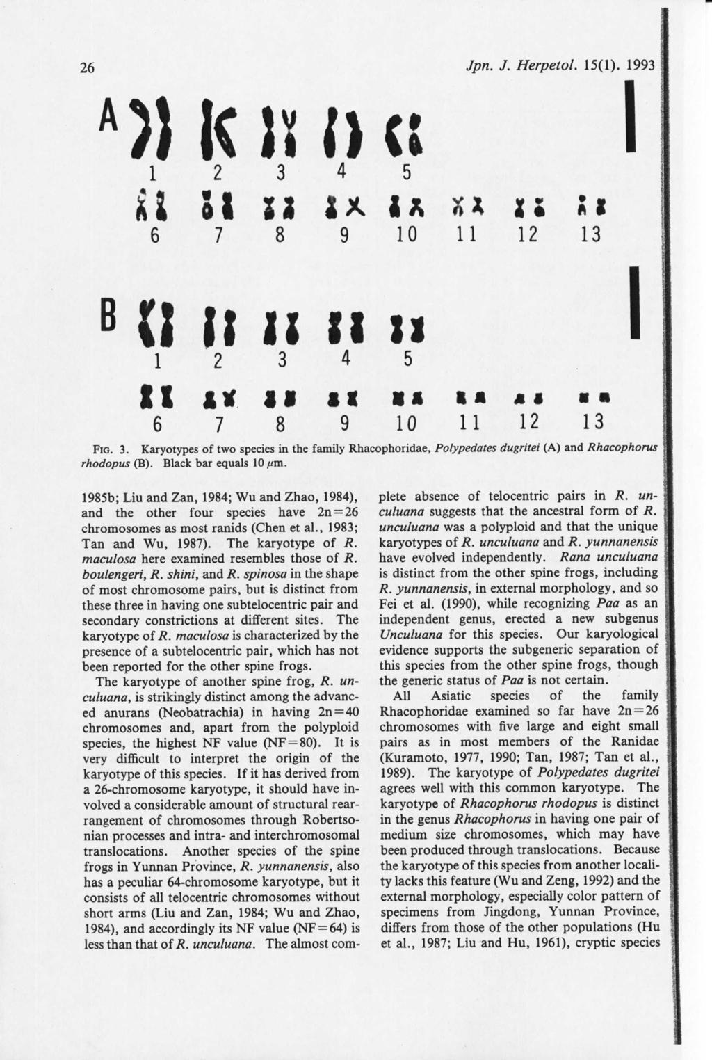 Jpn. J. Herpetol. 15(1). 1993 1985b; Liu and Zan, 1984; Wu and Zhao, 1984), and the other four species have 2n=26 chromosomes as most ranids (Chen et al., 1983; Tan and Wu, 1987). The karyotype of R.