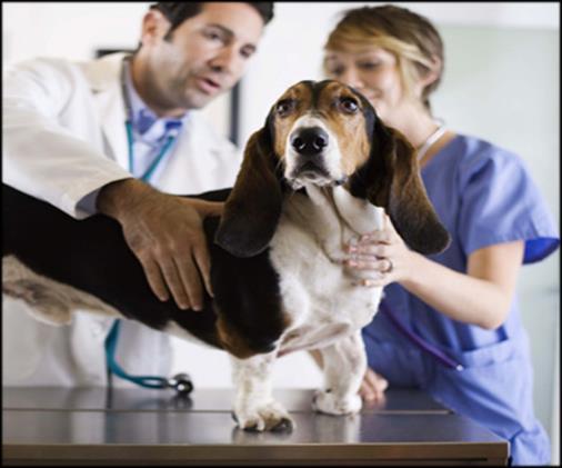 Canine Brucellosis Transmitted through dogs by mucosal contact with infected material Dogs can remain bacteremia for at least 5 years Clinical
