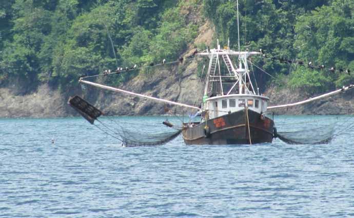 in the Context of Food Security and Poverty Eradication INVEMAR,Colombia Guidelines The project promotes the implementation of the International Guidelines on Bycatch Management and Reduction of