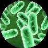 Kill bacteria and fungi simultaneously BACTERIA Up to 98% in vitro With