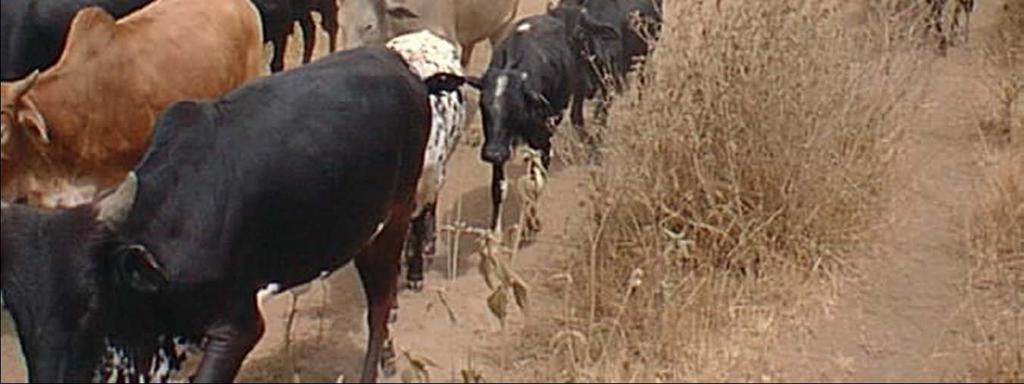 cattle to Mt. Kenya region to pasture.