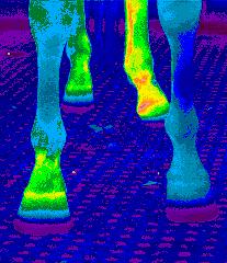 Thermogram of gelding s back shows soreness resulting from inflammation of frogs on both front feet CASE #6---Reflex Sympathetic