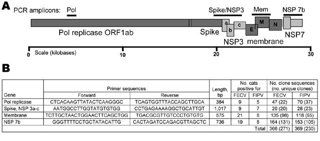 RESEARCH Figure 3. A) Feline coronavirus genome indicating PCR products obtained (bars). Structural proteins are shaded in dark gray; nonstructural proteins are shaded in light gray.