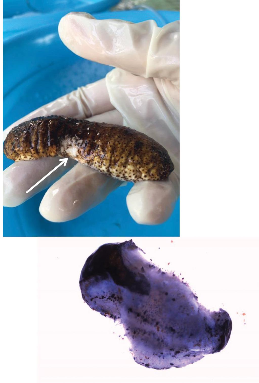 Vibrio Alginolyticus Infection in Juvenile Sea Cucumbers Figure 1.